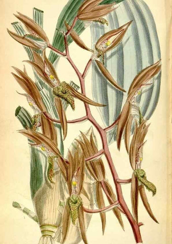 Reproducción/Reproduction 35358690306: Curtis's botanical magazine.. London ; New York [etc.] :Academic Press [etc.]