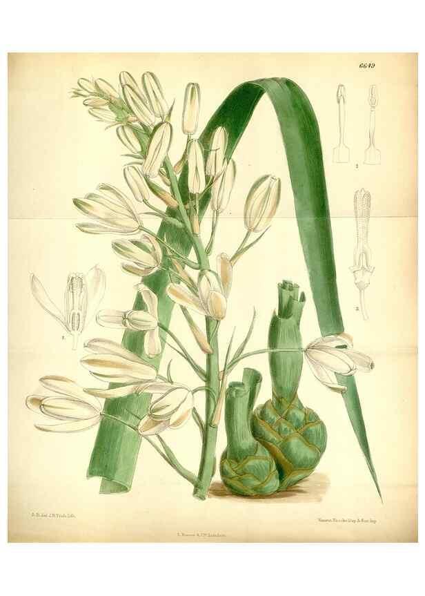 Reproducción/Reproduction 35268361091: Curtis's botanical magazine.. London ; New York [etc.] :Academic Press [etc.]