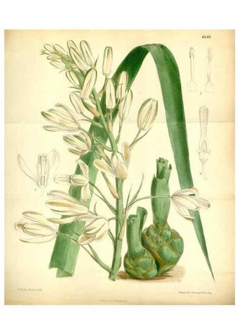 Reproducción/Reproduction 35268361091: Curtis's botanical magazine.. London ; New York [etc.] :Academic Press [etc.]