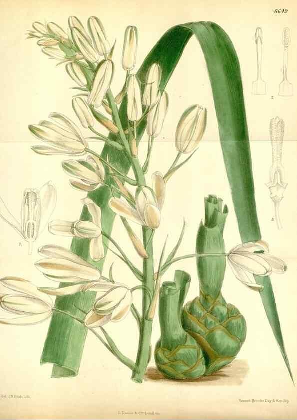 Reproducción/Reproduction 35268361091: Curtis's botanical magazine.. London ; New York [etc.] :Academic Press [etc.]