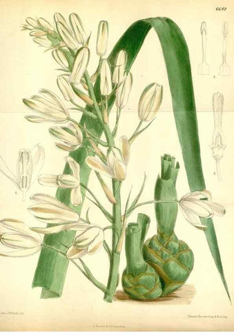 Reproducción/Reproduction 35268361091: Curtis's botanical magazine.. London ; New York [etc.] :Academic Press [etc.]