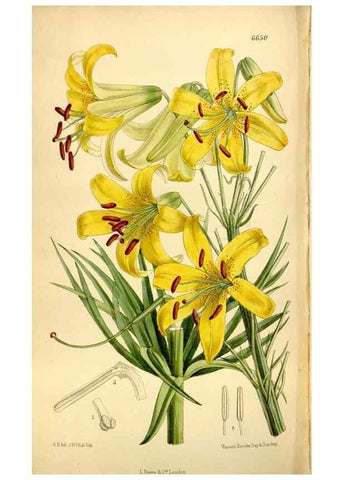 Reproducción/Reproduction 35010874510: Curtis's botanical magazine.. London ; New York [etc.] :Academic Press [etc.]