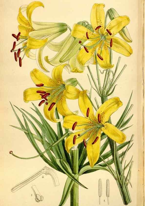 Reproducción/Reproduction 35010874510: Curtis's botanical magazine.. London ; New York [etc.] :Academic Press [etc.]