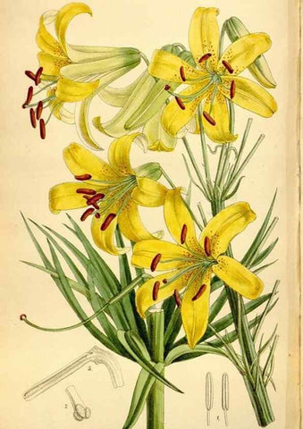 Reproducción/Reproduction 35010874510: Curtis's botanical magazine.. London ; New York [etc.] :Academic Press [etc.]
