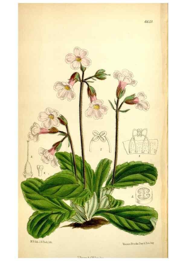 Reproducción/Reproduction 35268365121: Curtis's botanical magazine.. London ; New York [etc.] :Academic Press [etc.]