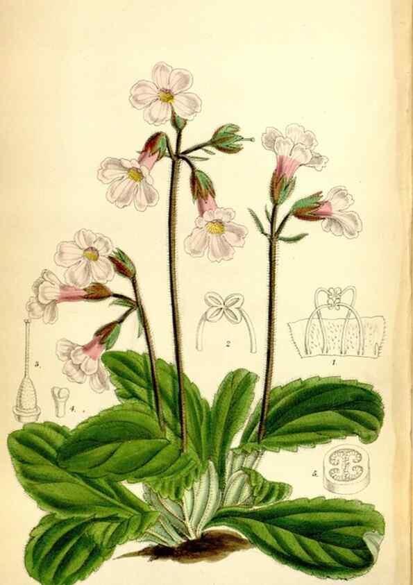 Reproducción/Reproduction 35268365121: Curtis's botanical magazine.. London ; New York [etc.] :Academic Press [etc.]
