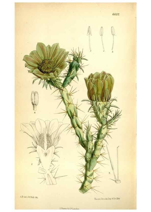 Reproducción/Reproduction 35268366951: Curtis's botanical magazine.. London ; New York [etc.] :Academic Press [etc.]