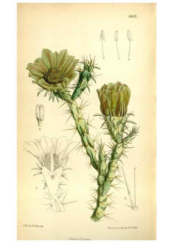 Reproducción/Reproduction 35268366951: Curtis's botanical magazine.. London ; New York [etc.] :Academic Press [etc.]