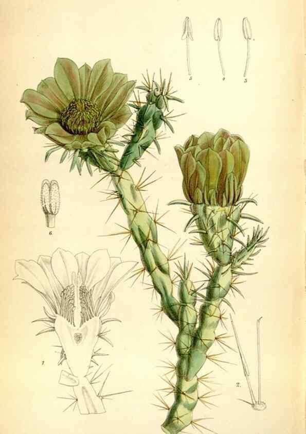 Reproducción/Reproduction 35268366951: Curtis's botanical magazine.. London ; New York [etc.] :Academic Press [etc.]