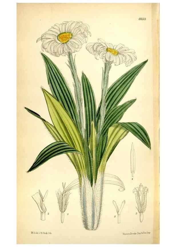 Reproducción/Reproduction 35010879770: Curtis's botanical magazine.. London ; New York [etc.] :Academic Press [etc.]