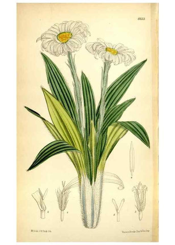 Reproducción/Reproduction 35010879770: Curtis's botanical magazine.. London ; New York [etc.] :Academic Press [etc.]