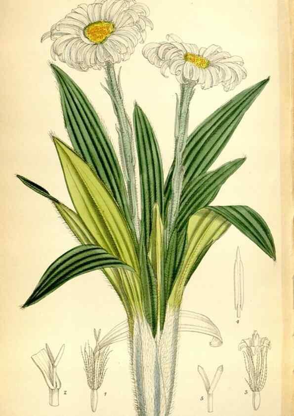 Reproducción/Reproduction 35010879770: Curtis's botanical magazine.. London ; New York [etc.] :Academic Press [etc.]