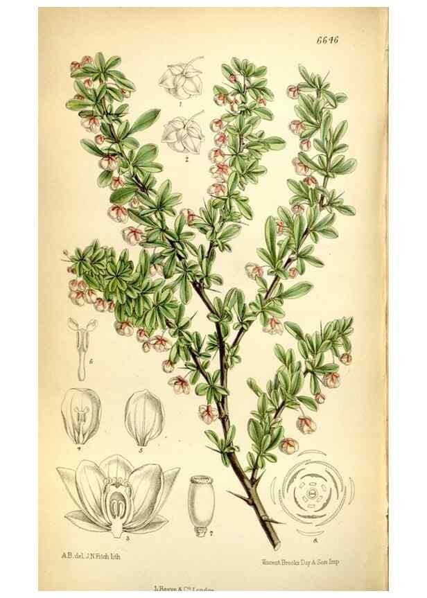 Reproducción/Reproduction 35358687506: Curtis's botanical magazine.. London ; New York [etc.] :Academic Press [etc.]