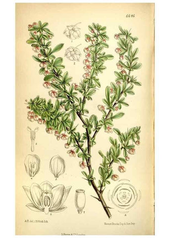 Reproducción/Reproduction 35358687506: Curtis's botanical magazine.. London ; New York [etc.] :Academic Press [etc.]
