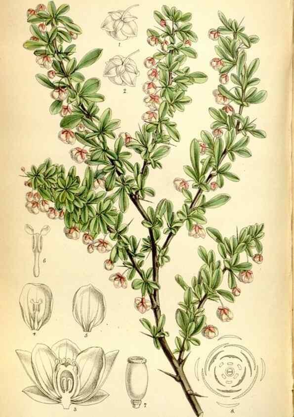 Reproducción/Reproduction 35358687506: Curtis's botanical magazine.. London ; New York [etc.] :Academic Press [etc.]