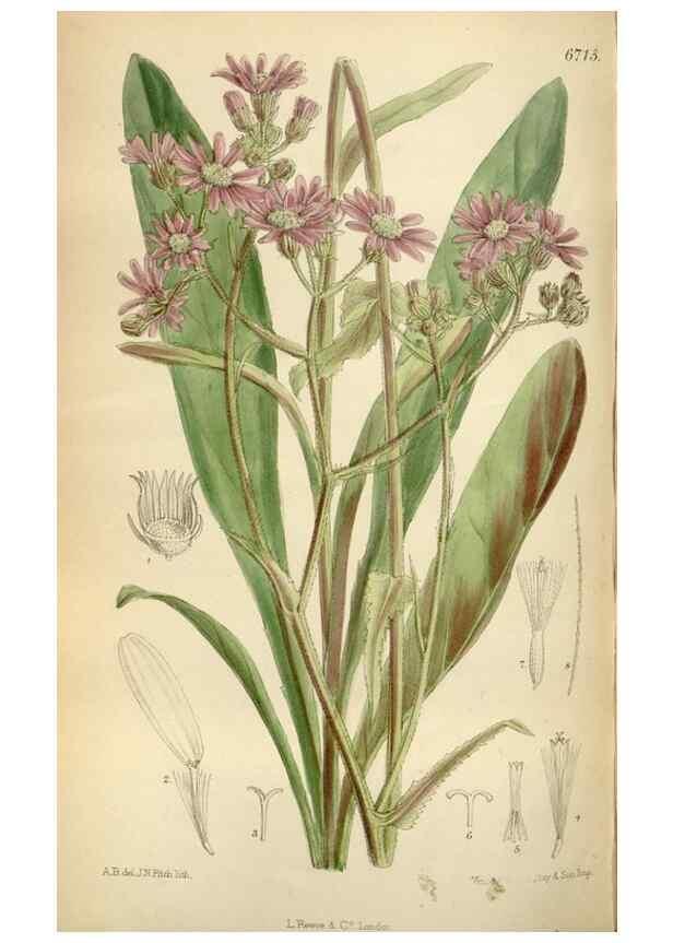 Reproducción/Reproduction 35375738316: Curtis's botanical magazine.. London ; New York [etc.] :Academic Press [etc.]