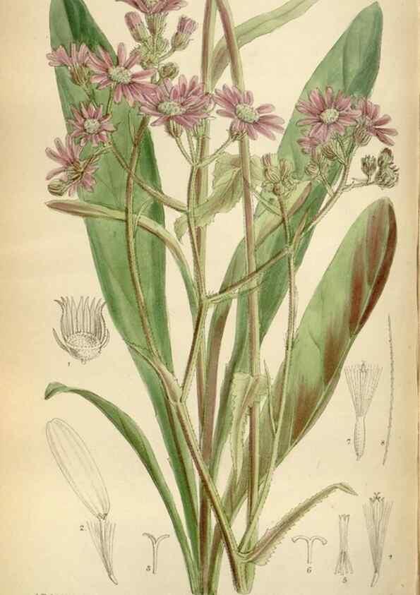 Reproducción/Reproduction 35375738316: Curtis's botanical magazine.. London ; New York [etc.] :Academic Press [etc.]