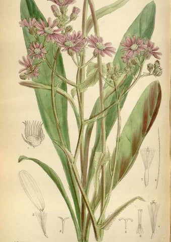 Reproducción/Reproduction 35375738316: Curtis's botanical magazine.. London ; New York [etc.] :Academic Press [etc.]