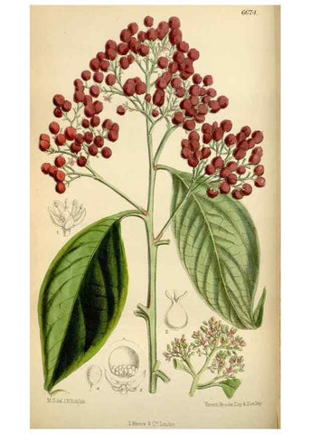 Reproducción/Reproduction 34573193404: Curtis's botanical magazine.. London ; New York [etc.] :Academic Press [etc.]