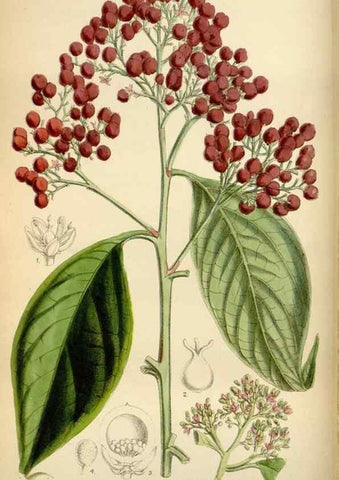 Reproducción/Reproduction 34573193404: Curtis's botanical magazine.. London ; New York [etc.] :Academic Press [etc.]