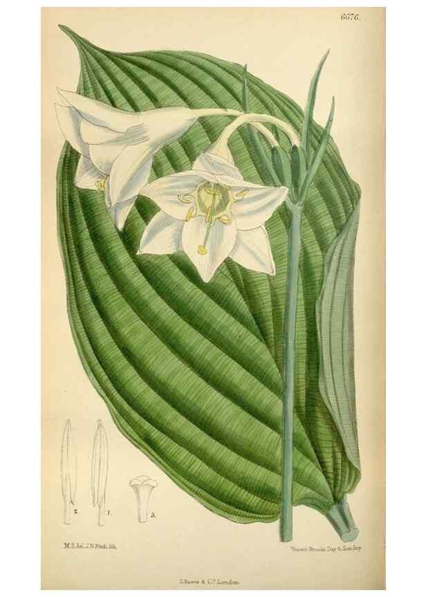 Reproducción/Reproduction 35248505272: Curtis's botanical magazine.. London ; New York [etc.] :Academic Press [etc.]