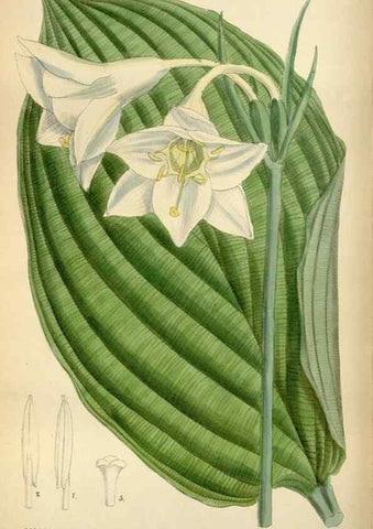 Reproducción/Reproduction 35248505272: Curtis's botanical magazine.. London ; New York [etc.] :Academic Press [etc.]
