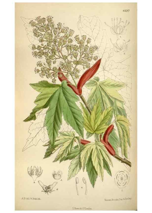 Reproducción/Reproduction 34605503353: Curtis's botanical magazine.. London ; New York [etc.] :Academic Press [etc.]