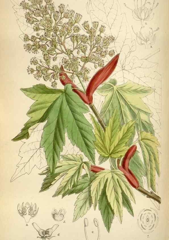 Reproducción/Reproduction 34605503353: Curtis's botanical magazine.. London ; New York [etc.] :Academic Press [etc.]