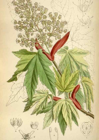 Reproducción/Reproduction 34605503353: Curtis's botanical magazine.. London ; New York [etc.] :Academic Press [etc.]