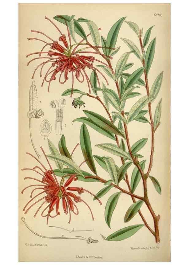 Reproducción/Reproduction 34605505123: Curtis's botanical magazine.. London ; New York [etc.] :Academic Press [etc.]