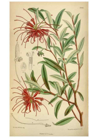 Reproducción/Reproduction 34605505123: Curtis's botanical magazine.. London ; New York [etc.] :Academic Press [etc.]