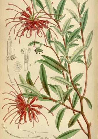 Reproducción/Reproduction 34605505123: Curtis's botanical magazine.. London ; New York [etc.] :Academic Press [etc.]