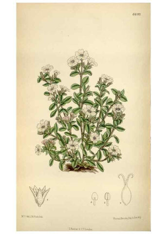 Reproducción/Reproduction 34605506653: Curtis's botanical magazine.. London ; New York [etc.] :Academic Press [etc.]