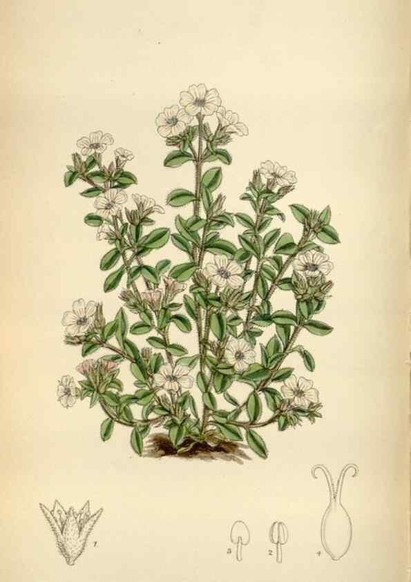 Reproducción/Reproduction 34605506653: Curtis's botanical magazine.. London ; New York [etc.] :Academic Press [etc.]