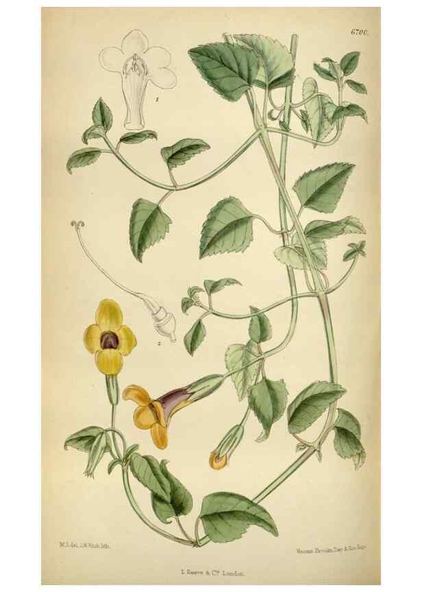 Reproducción/Reproduction 34605508713: Curtis's botanical magazine.. London ; New York [etc.] :Academic Press [etc.]