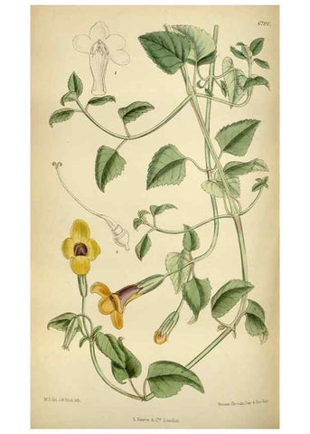 Reproducción/Reproduction 34605508713: Curtis's botanical magazine.. London ; New York [etc.] :Academic Press [etc.]