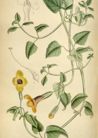 Reproducción/Reproduction 34605508713: Curtis's botanical magazine.. London ; New York [etc.] :Academic Press [etc.]
