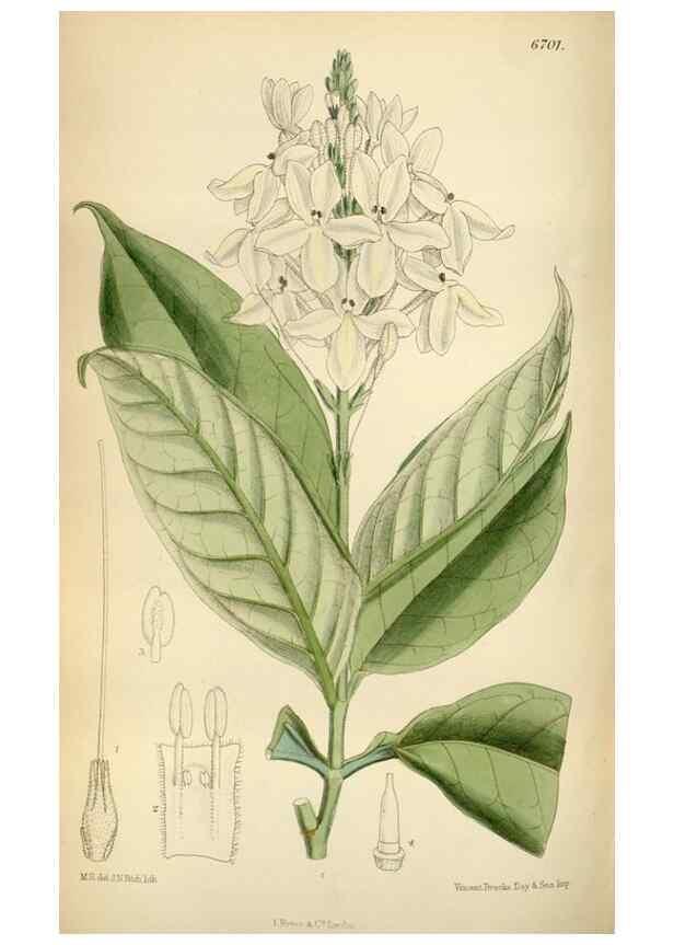 Reproducción/Reproduction 35028033610: Curtis's botanical magazine.. London ; New York [etc.] :Academic Press [etc.]