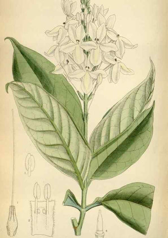 Reproducción/Reproduction 35028033610: Curtis's botanical magazine.. London ; New York [etc.] :Academic Press [etc.]