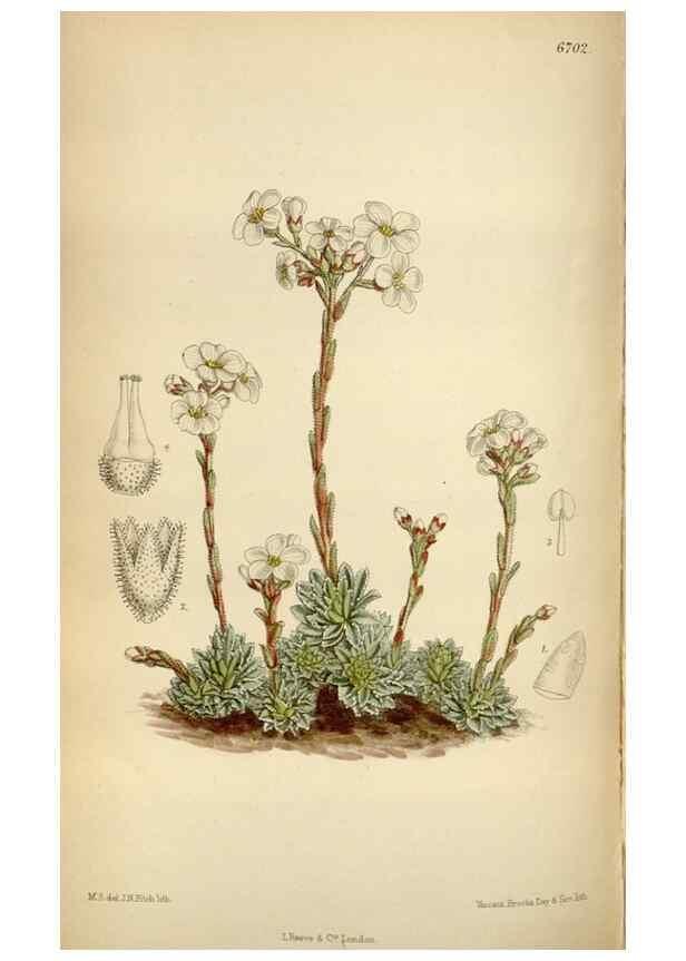Reproducción/Reproduction 35028036370: Curtis's botanical magazine.. London ; New York [etc.] :Academic Press [etc.]