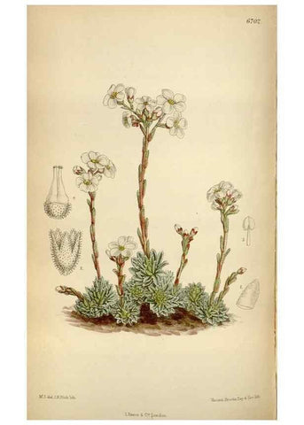 Reproducción/Reproduction 35028036370: Curtis's botanical magazine.. London ; New York [etc.] :Academic Press [etc.]