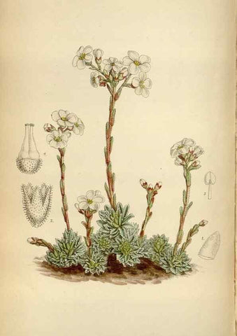 Reproducción/Reproduction 35028036370: Curtis's botanical magazine.. London ; New York [etc.] :Academic Press [etc.]