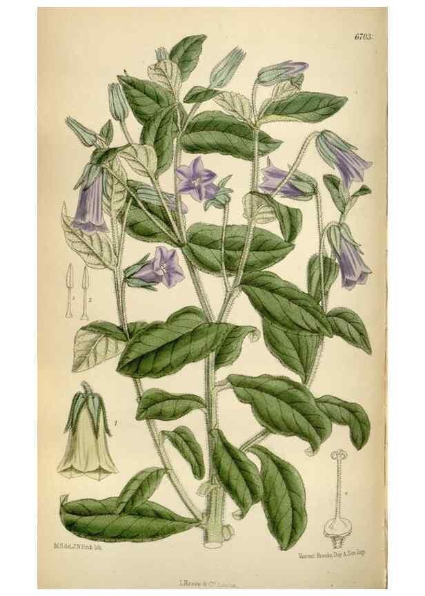 Reproducción/Reproduction 35375707586: Curtis's botanical magazine.. London ; New York [etc.] :Academic Press [etc.]