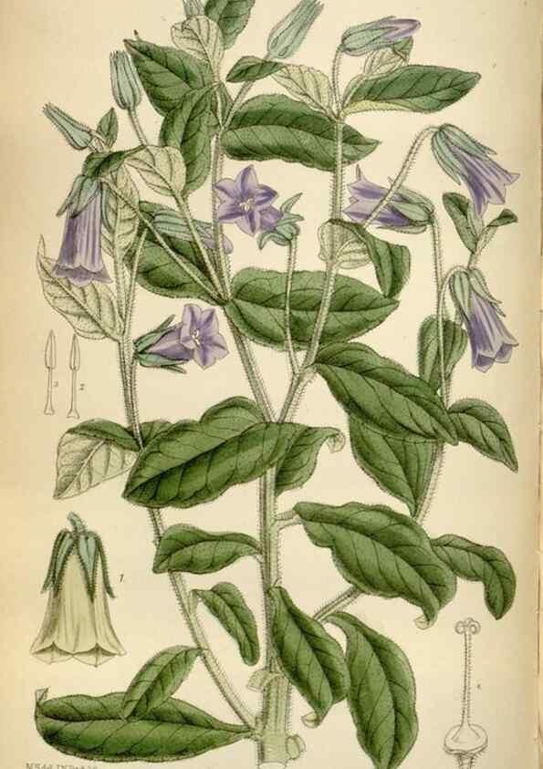 Reproducción/Reproduction 35375707586: Curtis's botanical magazine.. London ; New York [etc.] :Academic Press [etc.]