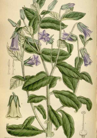 Reproducción/Reproduction 35375707586: Curtis's botanical magazine.. London ; New York [etc.] :Academic Press [etc.]