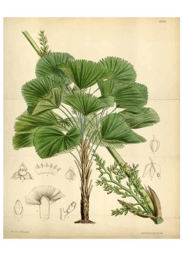 Reproducción/Reproduction 35375709496: Curtis's botanical magazine.. London ; New York [etc.] :Academic Press [etc.]