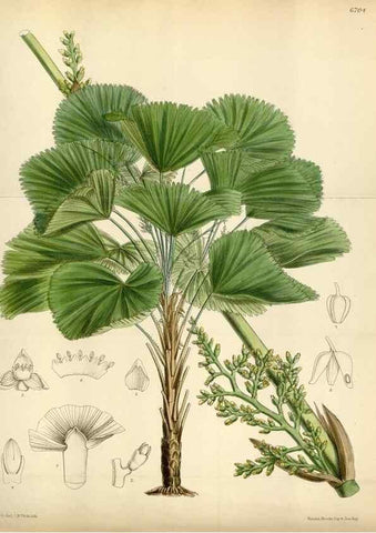 Reproducción/Reproduction 35375709496: Curtis's botanical magazine.. London ; New York [etc.] :Academic Press [etc.]