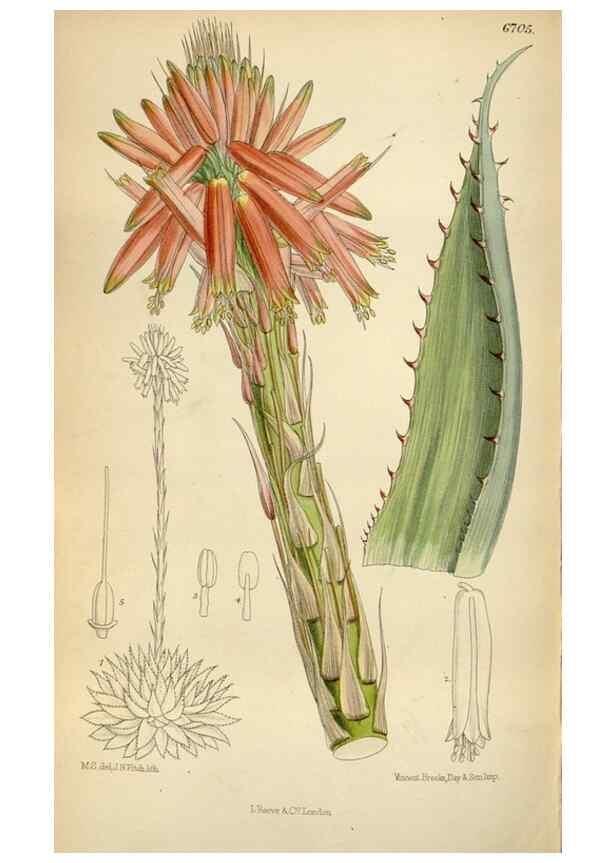 Reproducción/Reproduction 35375712326: Curtis's botanical magazine.. London ; New York [etc.] :Academic Press [etc.]