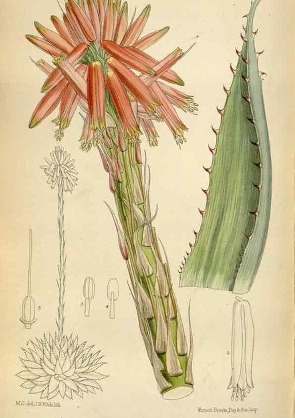 Reproducción/Reproduction 35375712326: Curtis's botanical magazine.. London ; New York [etc.] :Academic Press [etc.]