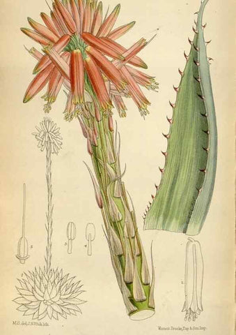 Reproducción/Reproduction 35375712326: Curtis's botanical magazine.. London ; New York [etc.] :Academic Press [etc.]